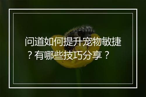 问道如何提升宠物敏捷？有哪些技巧分享？