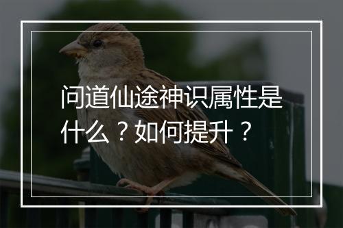 问道仙途神识属性是什么？如何提升？
