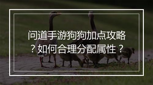 问道手游狗狗加点攻略？如何合理分配属性？